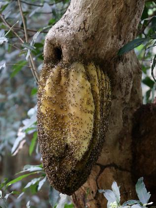 Home &raquo; Local Beekeepers
